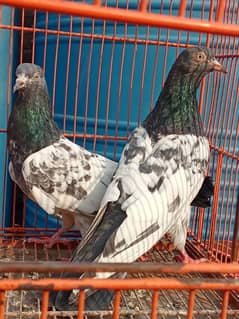 Teddy pigeon|Teddy Breeder Pair |کبوتر| kabutar |Royal teedy|Highflyer