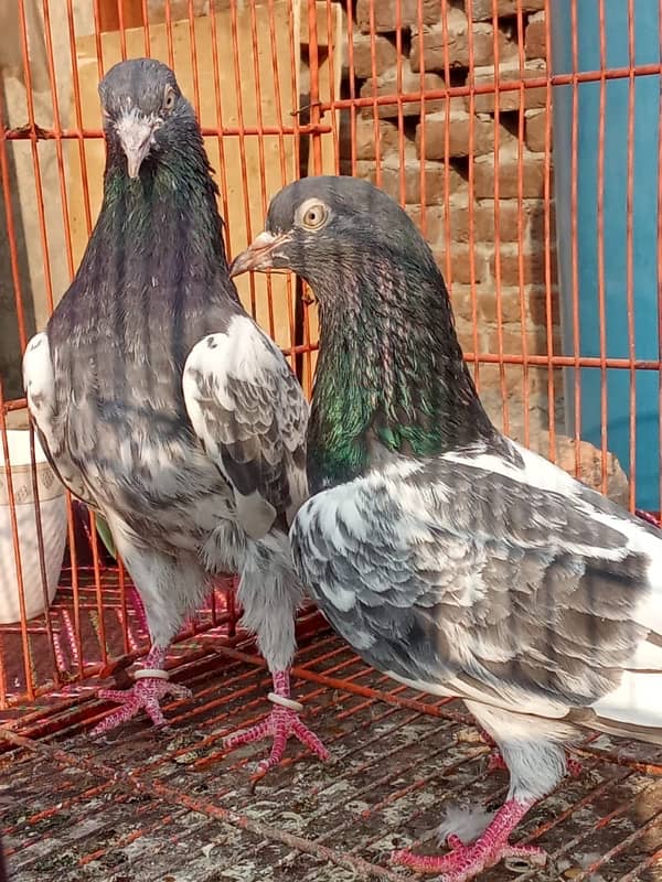 Teddy pigeon|Teddy Breeder Pair |کبوتر| kabutar |Royal teedy|Highflyer 1