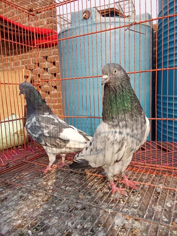 Teddy pigeon|Teddy Breeder Pair |کبوتر| kabutar |Royal teedy|Highflyer 2