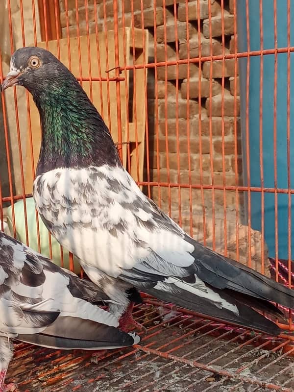 Teddy pigeon|Teddy Breeder Pair |کبوتر| kabutar |Royal teedy|Highflyer 3