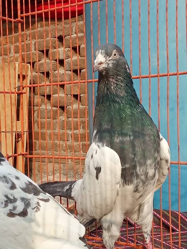 Teddy pigeon|Teddy Breeder Pair |کبوتر| kabutar |Royal teedy|Highflyer 4