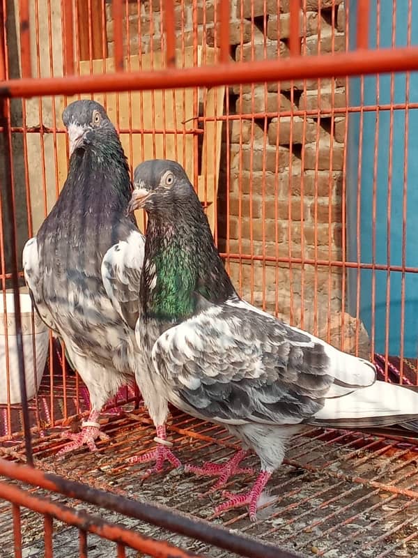 Teddy pigeon|Teddy Breeder Pair |کبوتر| kabutar |Royal teedy|Highflyer 5