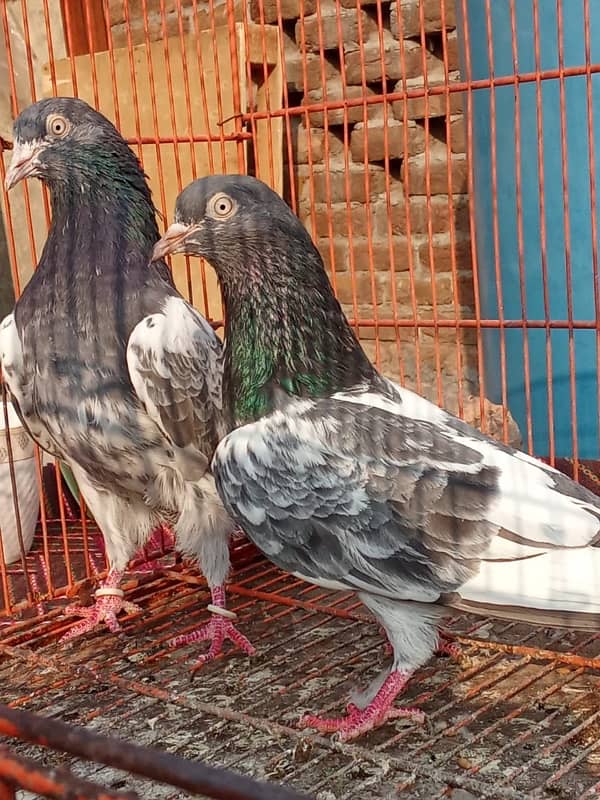 Teddy pigeon|Teddy Breeder Pair |کبوتر| kabutar |Royal teedy|Highflyer 6