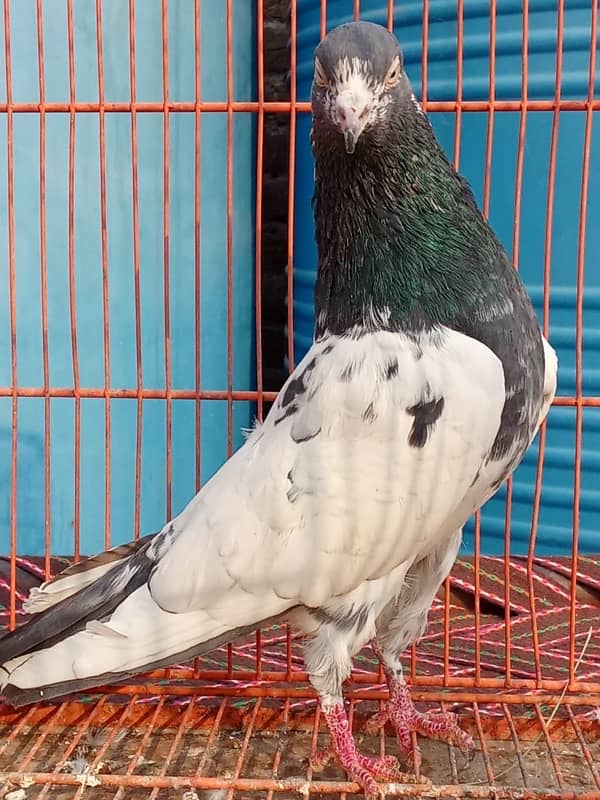 Teddy pigeon|Teddy Breeder Pair |کبوتر| kabutar |Royal teedy|Highflyer 7