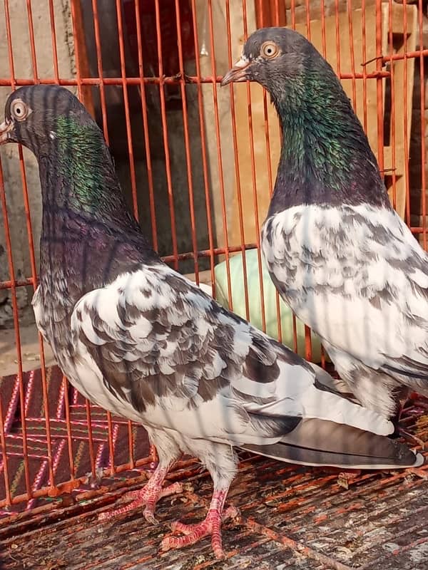 Teddy pigeon|Teddy Breeder Pair |کبوتر| kabutar |Royal teedy|Highflyer 8