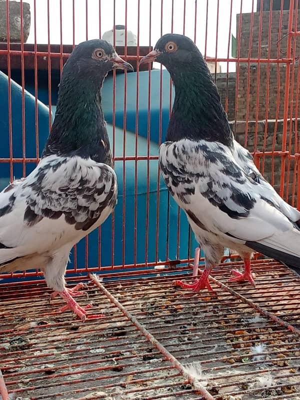 Teddy pigeon|Teddy Breeder Pair |کبوتر| kabutar |Royal teedy|Highflyer 9