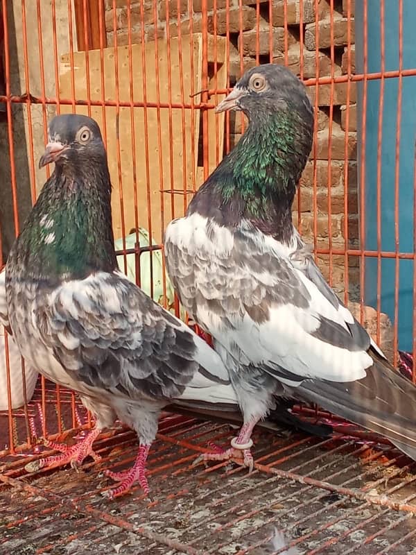 Teddy pigeon|Teddy Breeder Pair |کبوتر| kabutar |Royal teedy|Highflyer 10