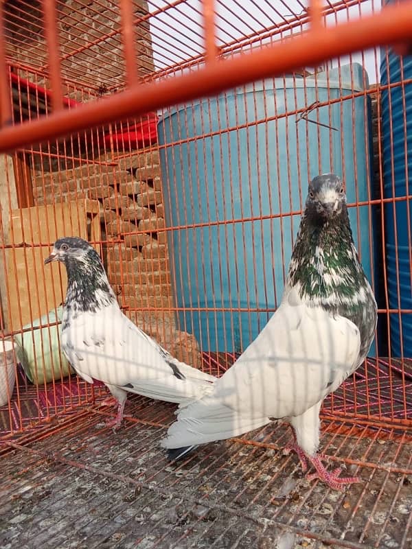 Teddy pigeon|Teddy Breeder Pair |کبوتر| kabutar |Royal teedy|Highflyer 11