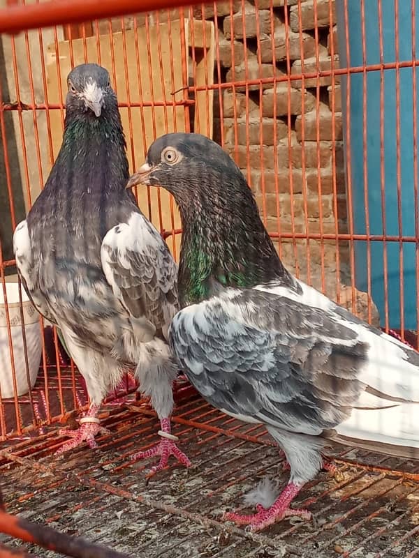 Teddy pigeon|Teddy Breeder Pair |کبوتر| kabutar |Royal teedy|Highflyer 12