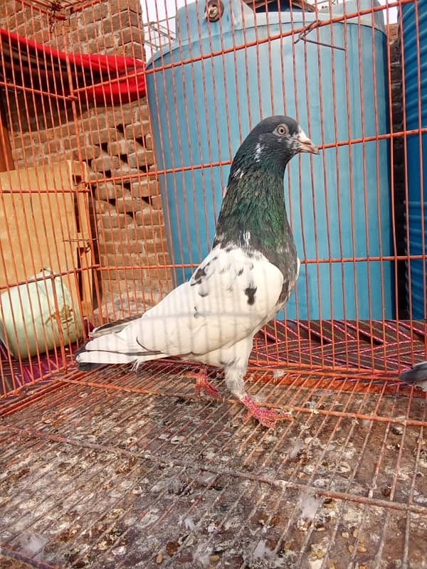 Teddy pigeon|Teddy Breeder Pair |کبوتر| kabutar |Royal teedy|Highflyer 14