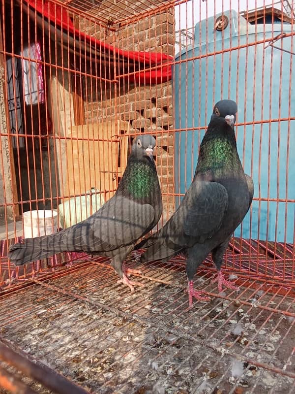 Teddy pigeon|Teddy Breeder Pair |کبوتر| kabutar |Royal teedy|Highflyer 15