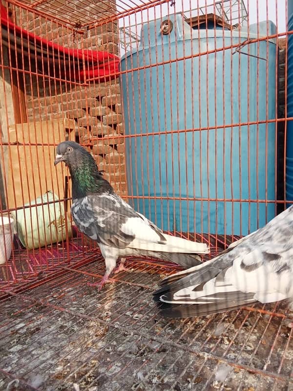 Teddy pigeon|Teddy Breeder Pair |کبوتر| kabutar |Royal teedy|Highflyer 16