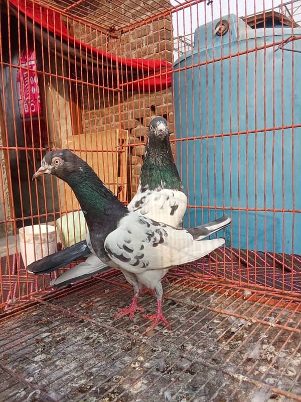 Teddy pigeon|Teddy Breeder Pair |کبوتر| kabutar |Royal teedy|Highflyer 17