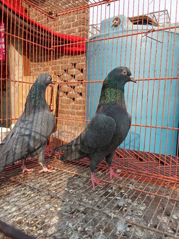 Teddy pigeon|Teddy Breeder Pair |کبوتر| kabutar |Royal teedy|Highflyer 18