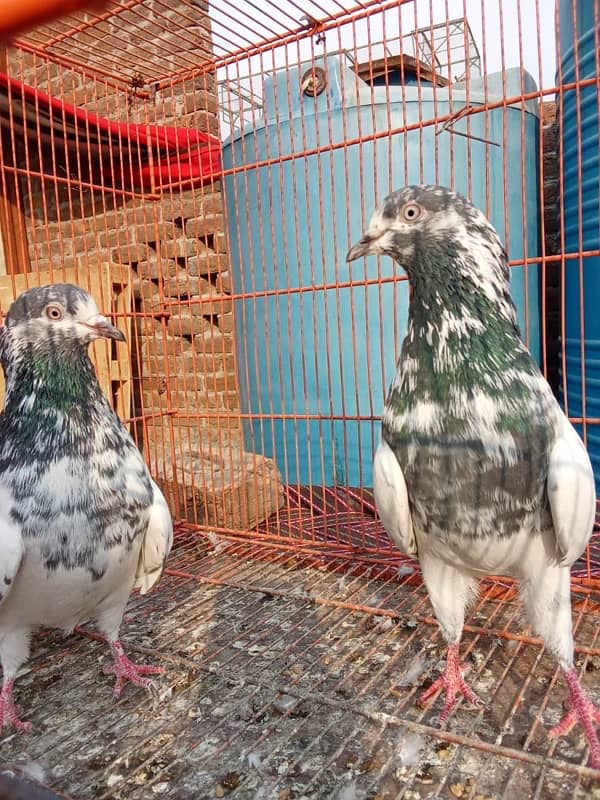 Teddy pigeon|Teddy Breeder Pair |کبوتر| kabutar |Royal teedy|Highflyer 19