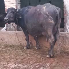 Neeli Ravi Buffalo taza soi sath katti