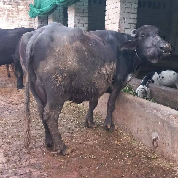 Neeli Ravi Buffalo taza soi sath katti 3