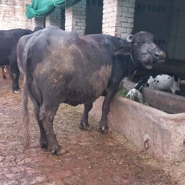 Neeli Ravi Buffalo taza soi sath katti 6