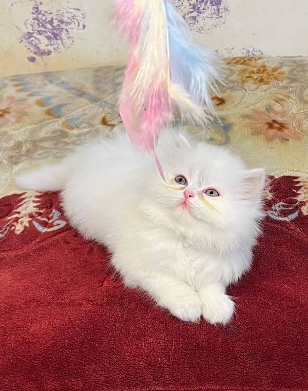 persian cat for sale 2 month age WhatsApp number 03267720525 1