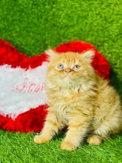 ginger Persian Kittens | Triple Coated | Persian cat babies