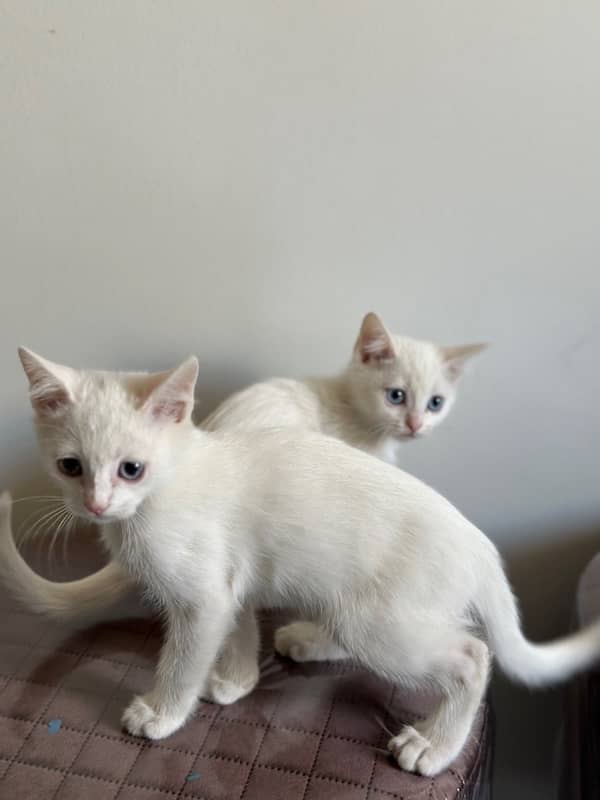 kittens for sale 0