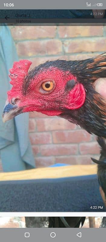 aseel patha - Hens - 1087481951