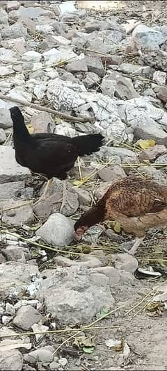 Aseel hens for Sale