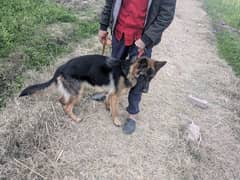 German shepherd female