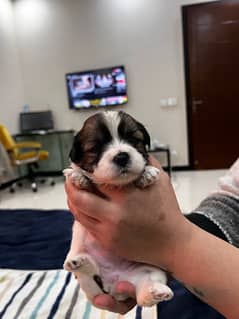 Shitzu Puppies (Male and Female)