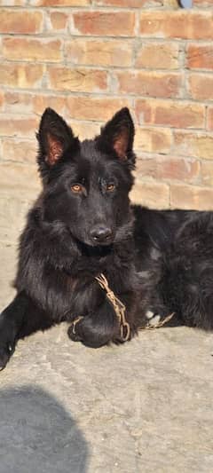 Age 6 months black German shepherd