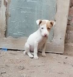 gultair female pink nose pure for sale