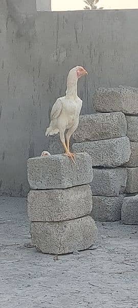 Behtreen breeder aseel, 1 male 2 female 1