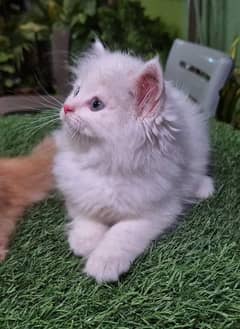 Persian cat for sale