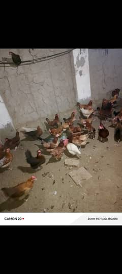 Golden misri hens laying eggs available contact:03070454458