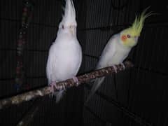 2 male Cockatiels (1 Eno and 1 Fellow)