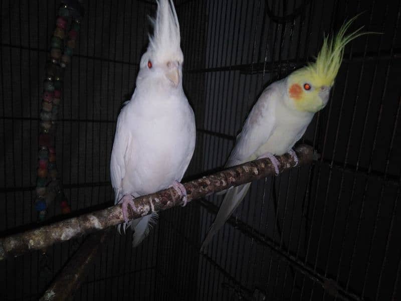 2 male Cockatiels (1 Eno and 1 Fellow) 0