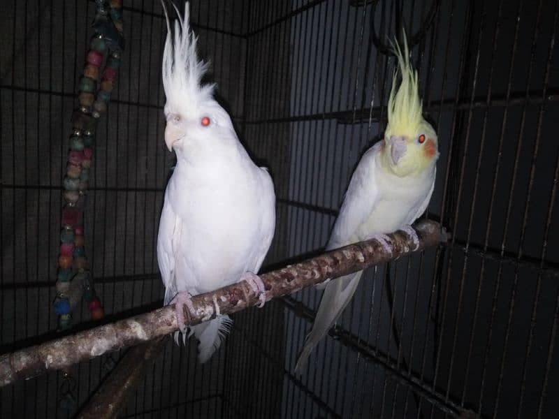 2 male Cockatiels (1 Eno and 1 Fellow) 1