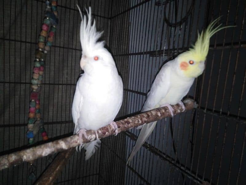 2 male Cockatiels (1 Eno and 1 Fellow) 2