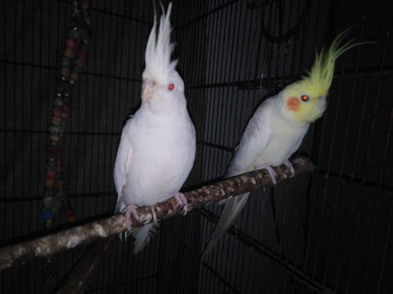 2 male Cockatiels (1 Eno and 1 Fellow) 3