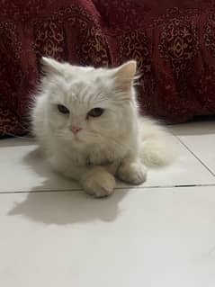 Female persian cat for sale