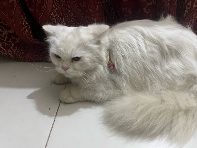 Female persian cat for sale 1