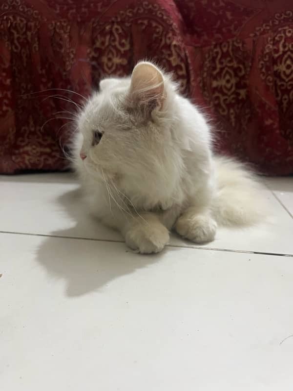 Female persian cat for sale 2