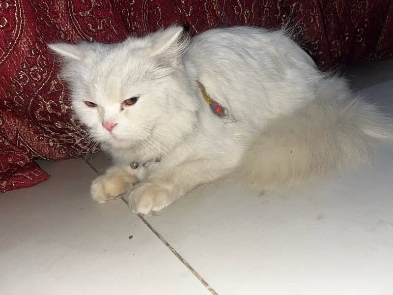 Female persian cat for sale 3