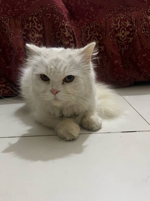 Female persian cat for sale 4