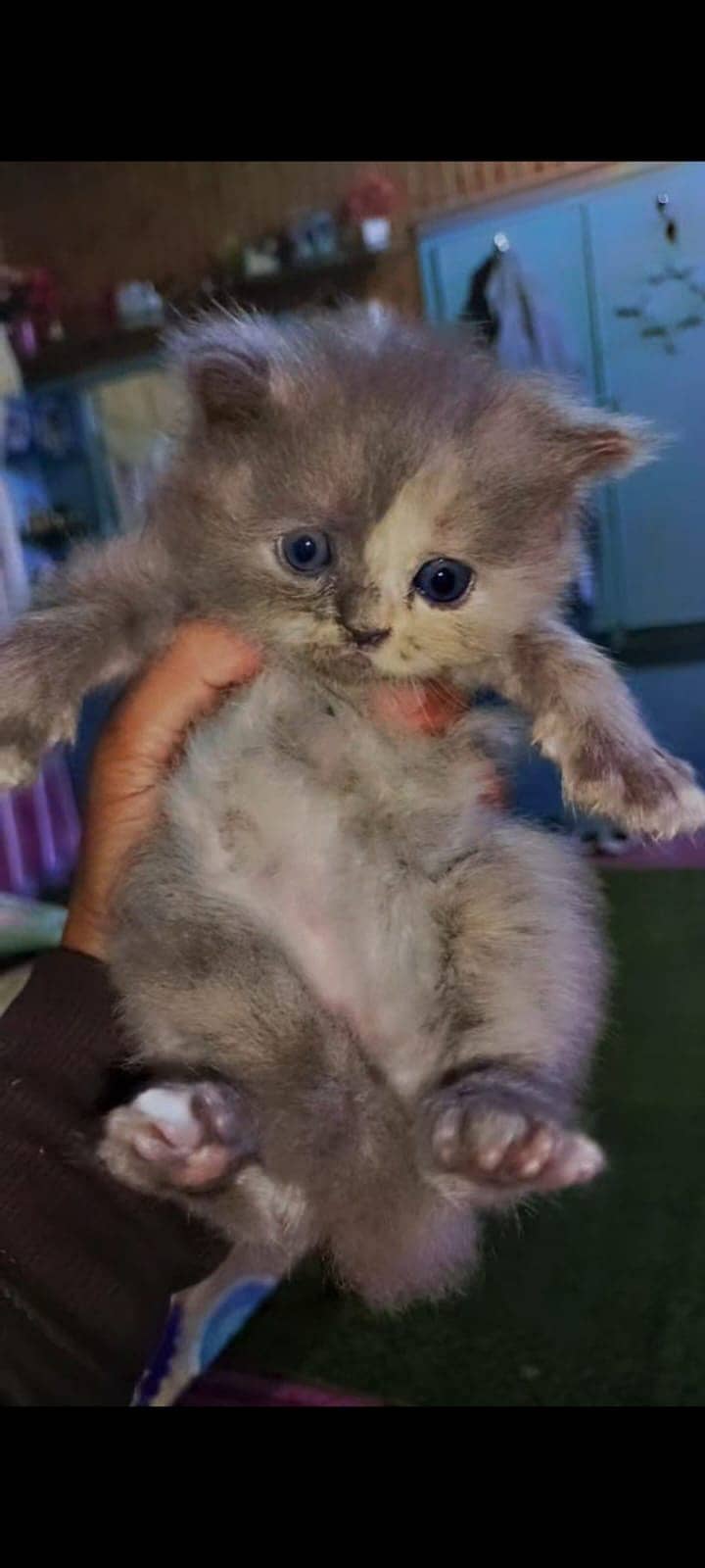 Healthy kitten 4