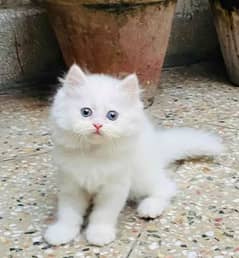 Persian cat 2 month age 03248790419