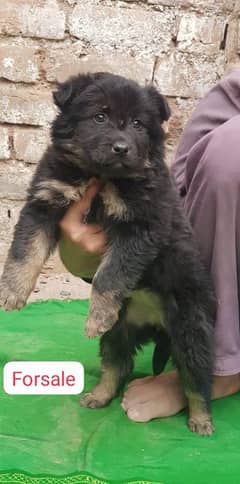 German Shepherd long coat female for sale