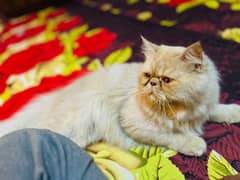 Persian cat male