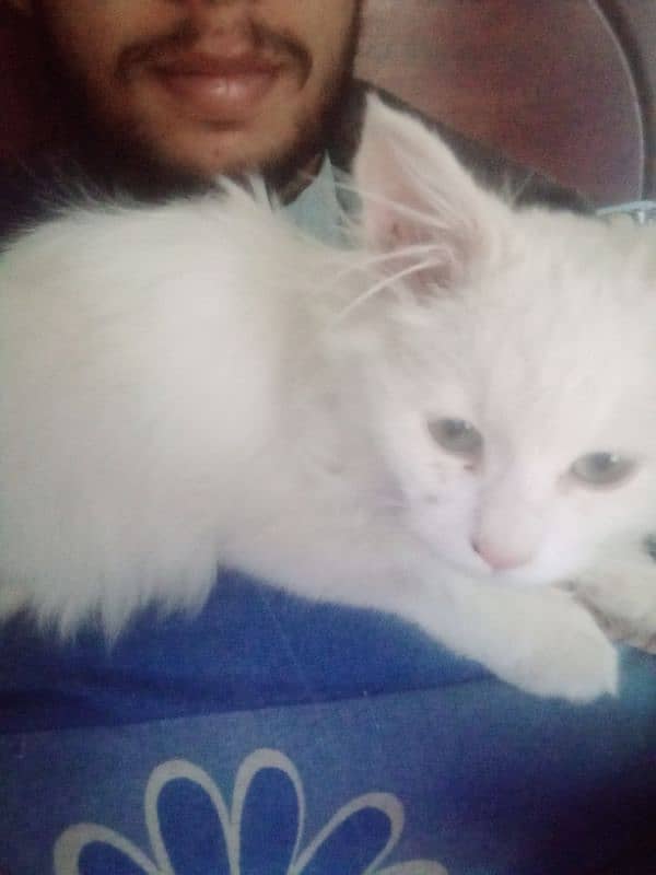 Persian cat for sale urgent deal only face to face 0