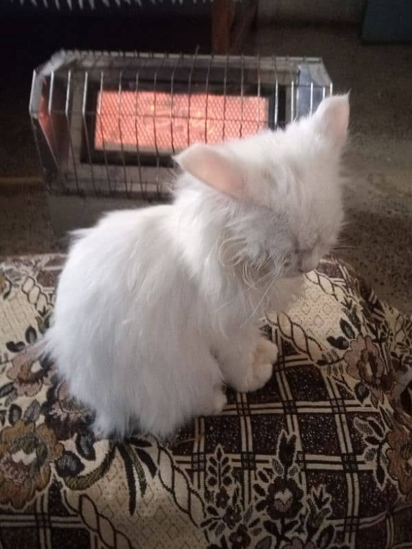 Persian cat for sale urgent deal only face to face 1